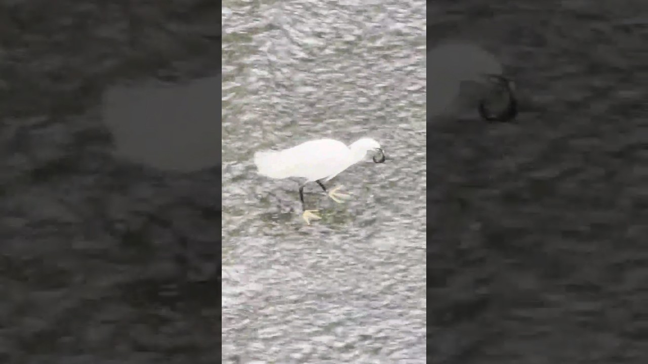 Beautiful Japanese Great White Egret Eating Fish In Tokyo 