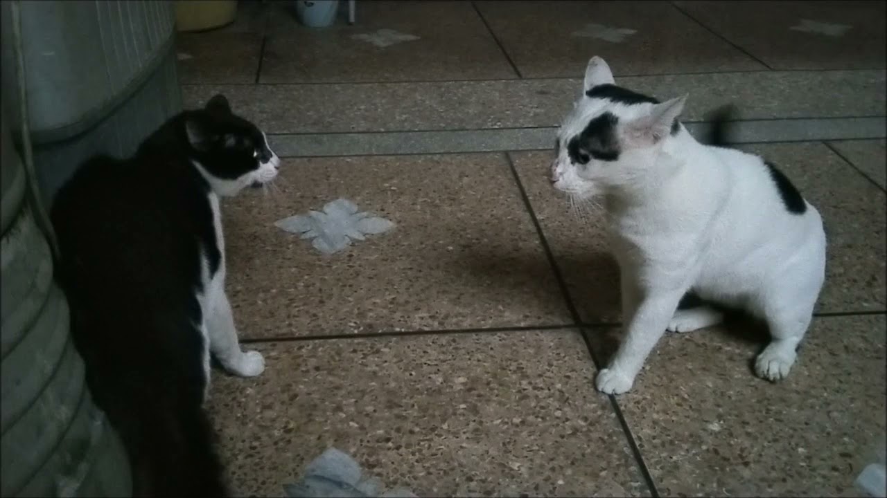 Brutal catfight Two indoor angry male cats fighting brutely with original sound YouTube