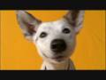 Pedigree Commercial Aus We Re For Dogs 1