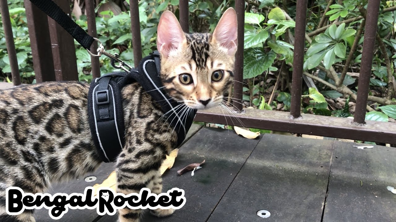 Bengal Cat Tuas Link Go To The Park Bengal Rocket 19 Youtube