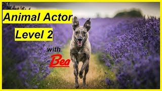 Animal Actor level 2 with Bea by Kathleen Tepperies CTDI, CAP3, FSG1 44 views 3 months ago 3 minutes, 5 seconds