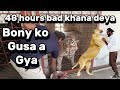 48 hours bad bigs cats ko khana deya full gusa  asifsherowala big cats feeding after 48 hours