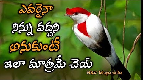 jeevitha satyalu #229|manchi matalu|inspiring quotes|motivational quotes| life changing quotes