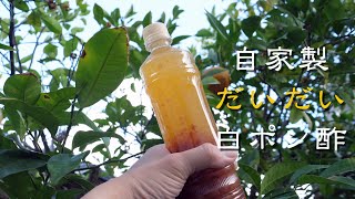 自家製だいだい白ポン酢 - YouTube