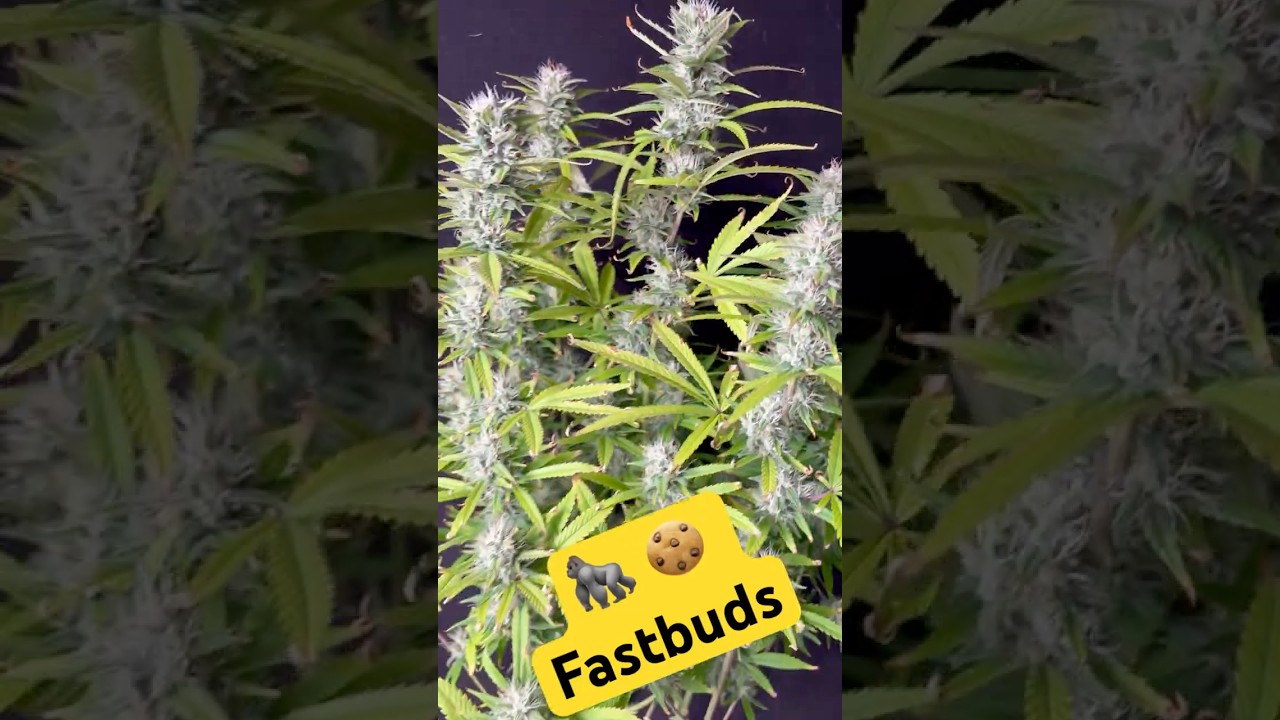 gorilla cookies 7/8 #2