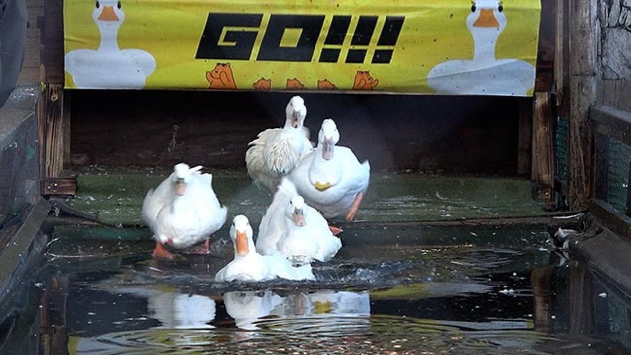 ＜みんなの人気者！ご当地アニマル＞「アヒルのレース」　のぼりべつクマ牧場