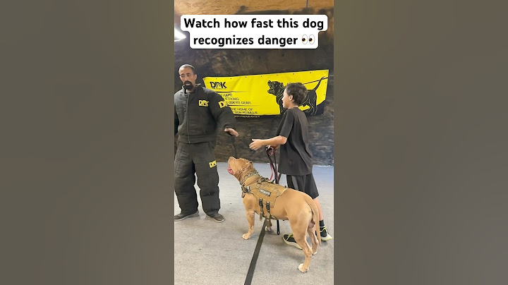 This dog recognized trouble and reacted accordingly! Incredible speed! #shorts #dog #dogtraining