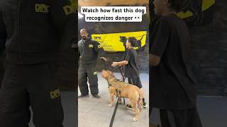 Thumbnail for This dog recognized trouble and reacted accordingly! Incredible speed! #shorts #dog #dogtraining