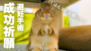 うさぎの避妊手術前診断と斜頸のセカンドオピニオンに行ってきました。No.167