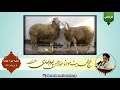 عید قربان