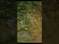 紫陽花 (Ajisai) - Ms.OOJA #music #jpop #japanese #japan #enoy #relaxing #relaxingmusic