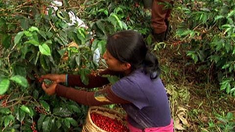 Colombia Coffee Harvest