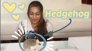 MEET MY NEW PET (the worlds cutest hedgehog) |MyPawfectFamily