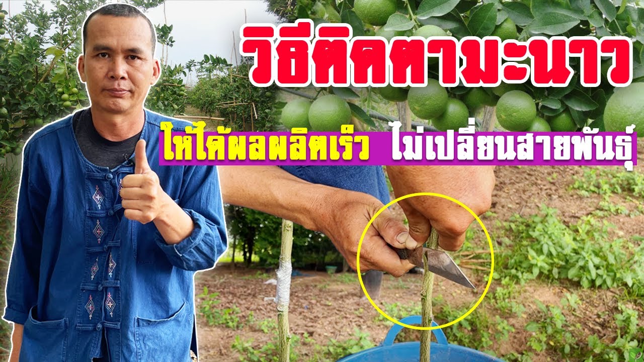 เทคนิคการติดตามะนาวและมะกรูด โดยใช้ต้นตอเพียงต้นเดียว