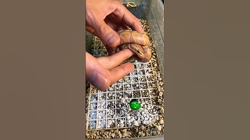 “Leaky” is out and doing well! #molinarosnakelab #shorts #ballpython #royalpython #अजगर #Kugelpython