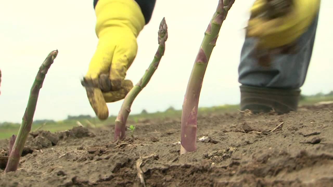 Asparagus, Abbey Parks The Lincolnshire Kitchen (Local Kitchen) YouTube