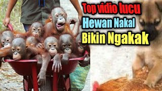 Tingkah Kocak Hewan Yang Bikin Ngakak-Terbaru -Mechos Chanel