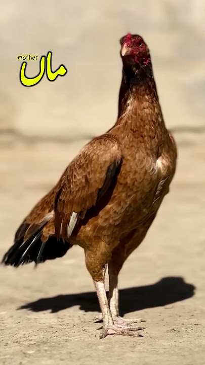 Aseel murga breeding result aseel madi hen #shorts #hen #aseel #murga #breeding aseel murga breeding