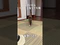 気づいたら、ひとりになってた猫|cat