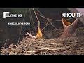 Robin builds nest on sold Ford truck at Kansas dealership