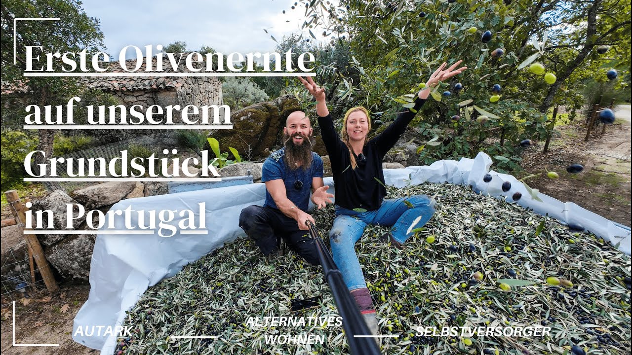 Olivenernte auf unserem Offgrid Grundstück in Portugal: Von der Olive bis zum hochwertigen Öl