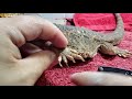 Neglected Dying Bearded Dragon RESCUE Day 7 | MASSIVE Overgrown Nail Trimming and Cutting