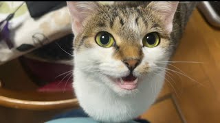 オレの彼女(猫)が「跳ぶよ？」って言ってる。