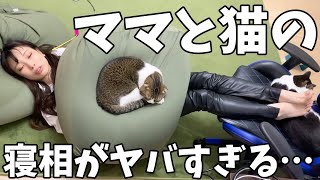衝撃！信じられない寝相のママと親子猫