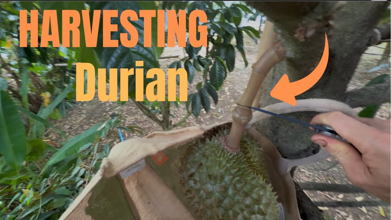 Harvesting Durian and selling it at the market in Thailand