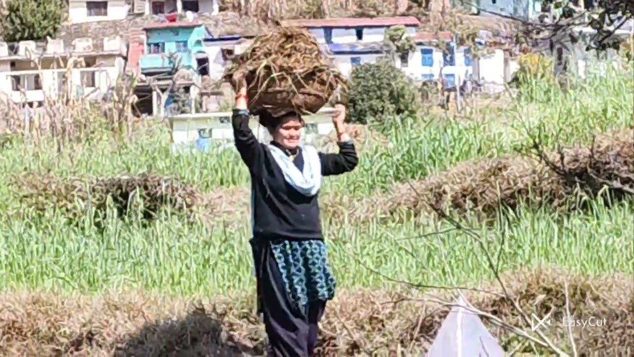 आज किया मैंने सारा घास इकठ्ठा किया ♥️🙏🙏♥️