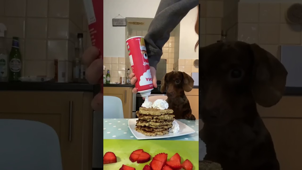 How to make pancakes for dogs | 