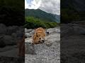 岩の上で顔をスリスリするコーギー / A Corgi rubbing her face on a rock.
