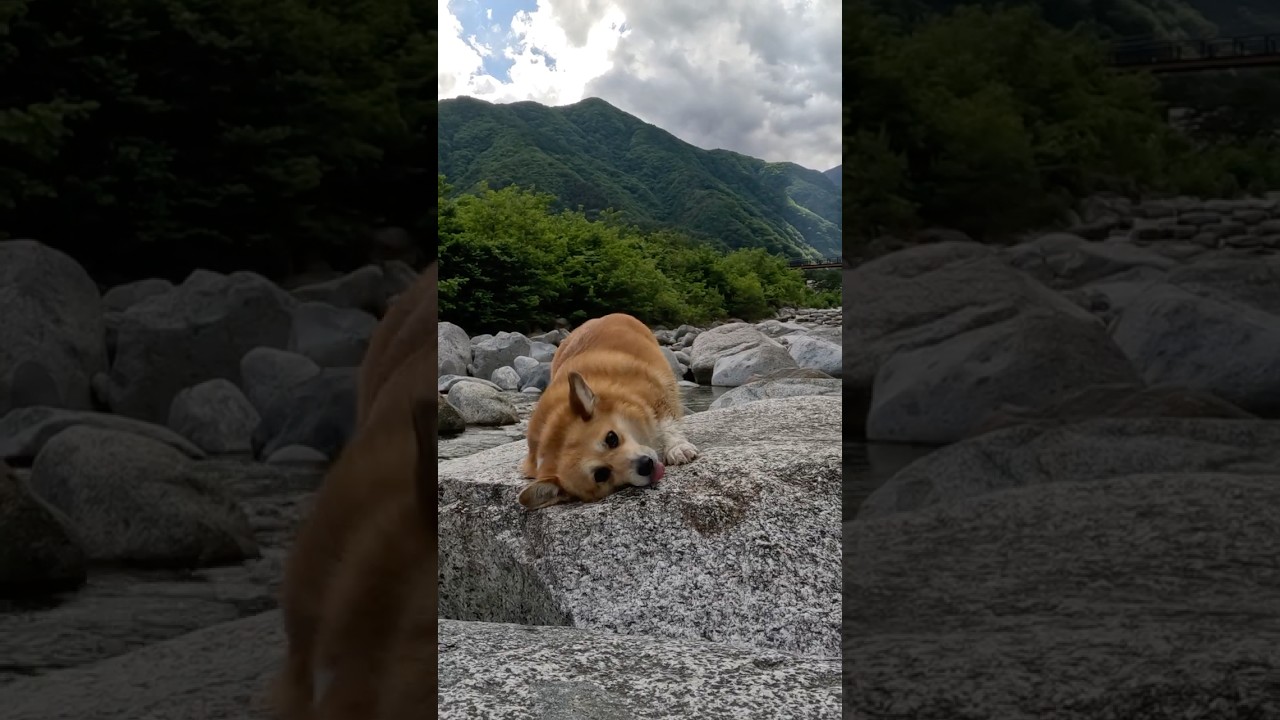 岩の上で顔をスリスリするコーギー / A Corgi rubbing her face on a rock.