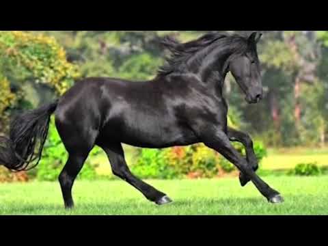 Noocyada Fardaha Deegaanada Soomaalida Lagu Dhaqdo