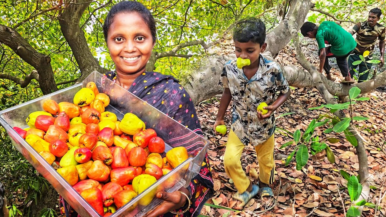 🍋😋మొదటిసారిగా జీడిపండ్ల తోటకి మా పిల్లలను తీసుకొని వెళ్ళాము || Jidi ...