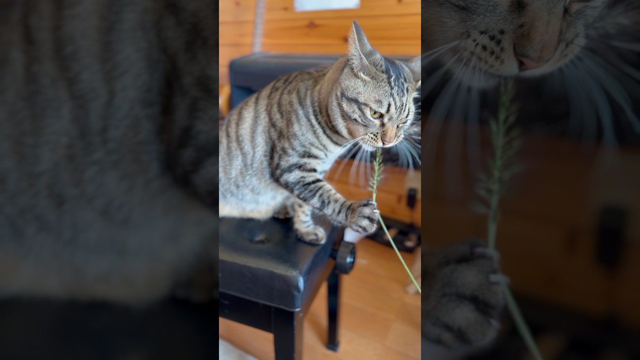 トラジ、草がお気に召さず、かみついてバラバラに。 #猫 #cat #猫のいる暮らし #shorts