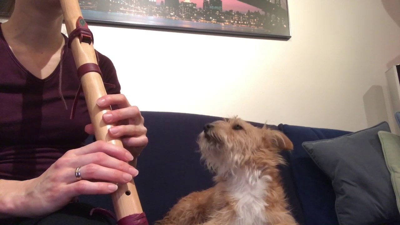 Duett mit Indianerflöte und Hündin Sunaya