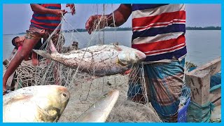 Fresh Hilsa Fish Catching Skill in Big Country River