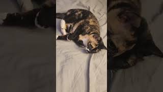 @themdysilabee: she back at it again with the disrespect π€ #kitty #cat #catlover @themdysilabee: she back at it again with the disrespect π€ #kitty #cat #catlover