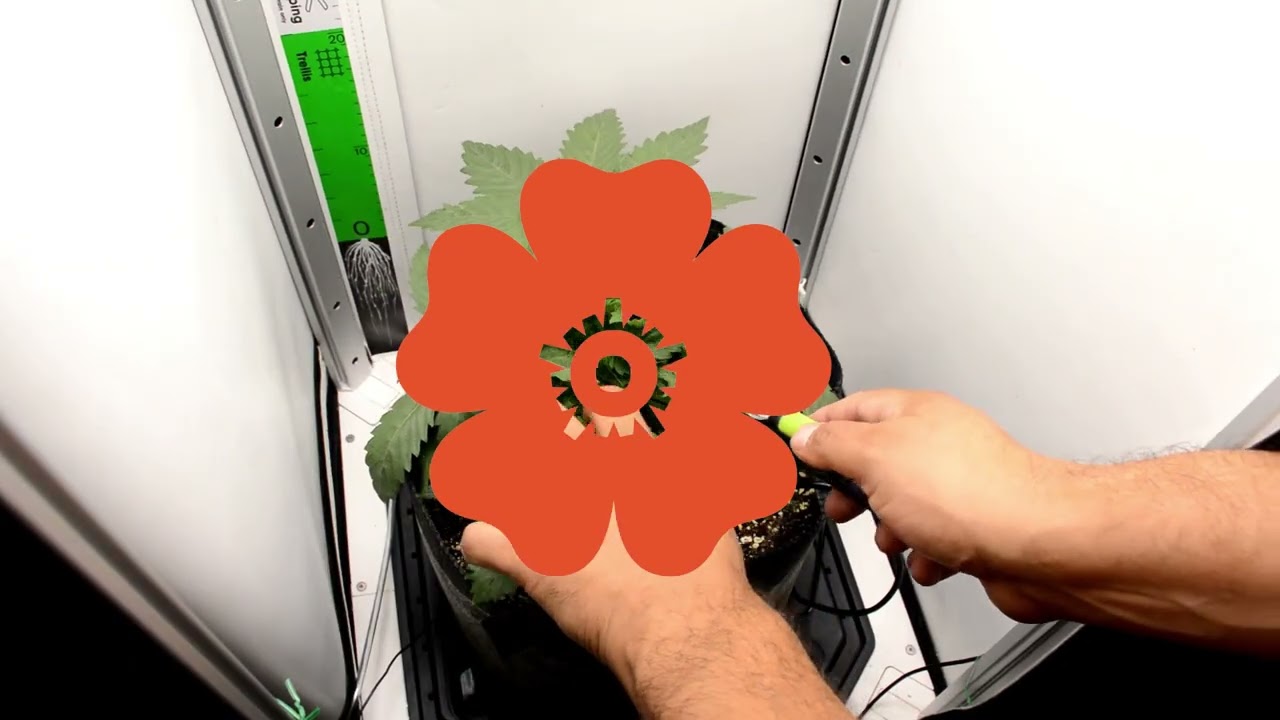 Small Hydro Grow - Episode 3