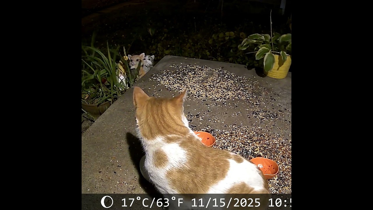 Orange Cat Stops By On Sunday Night! 😻