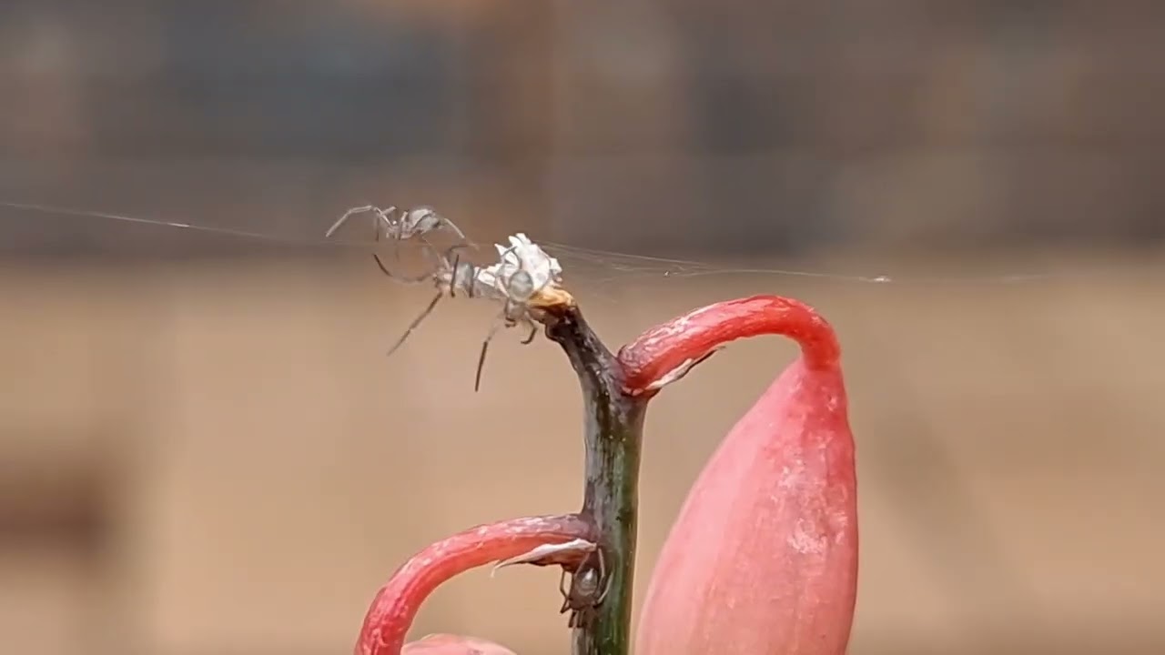 Tiny Tiny Little Spiders