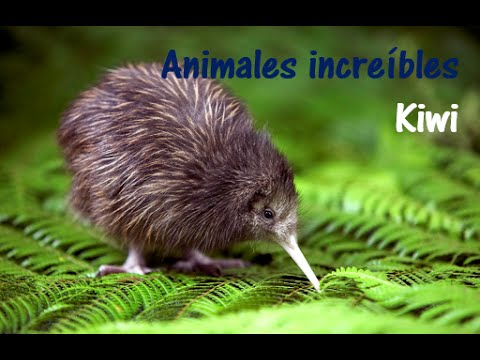 Video: Pájaro Kiwi: Que Milagro De La Naturaleza