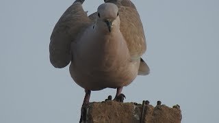 Indian Collared Dove Close Up | Kamedi bird | Camedi bird कमेडी पक्षी