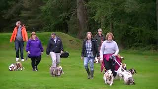 Scottish Basset Hound Walk at Hazlehead Park, Aberdeen September 2017 by Ally Crombie 1,969 views 6 years ago 4 minutes, 7 seconds