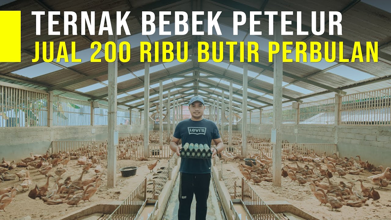 Ternak Bebek Petelur Dimasa Pandemi, Bisa Jual 200 Ribu Butir Telur Perbulan