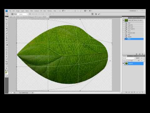 Video: Cum Să Desenezi Frunze în Photoshop