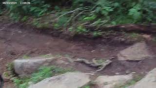 beech mtn indigo Burmese python 2024