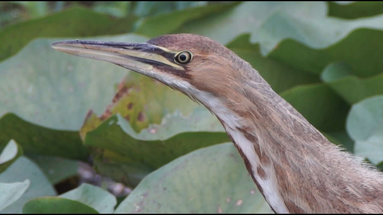 American Bittern, 9/5/2020 (HD)