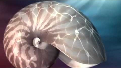 Fibonacci Number - Some paralell things between the math and the nature